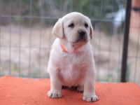 Labrador Retriever - Canisa CLAUSWEB