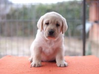 Labrador Retriever - Canisa CLAUSWEB