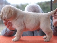 Labrador Retriever - Canisa CLAUSWEB
