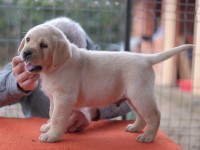 Labrador Retriever - Canisa CLAUSWEB