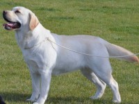 Labrador Retriever - Canisa CLAUSWEB