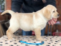 Labrador Retriever - Canisa CLAUSWEB