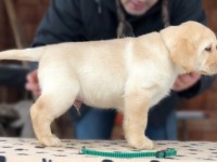 Labrador Retriever - Canisa CLAUSWEB