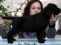 Labrador Retriever - Canisa CLAUSWEB