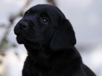 Labrador Retriever - Canisa CLAUSWEB