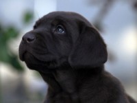 Labrador Retriever - Canisa CLAUSWEB