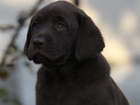 Labrador Retriever - Canisa CLAUSWEB