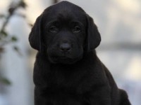 Labrador Retriever - Canisa CLAUSWEB