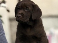 Labrador Retriever - Canisa CLAUSWEB