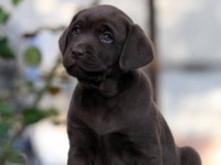 Labrador Retriever - Canisa CLAUSWEB