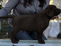 Labrador Retriever - Canisa CLAUSWEB