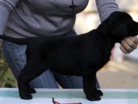Labrador Retriever - Canisa CLAUSWEB
