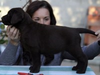Labrador Retriever - Canisa CLAUSWEB