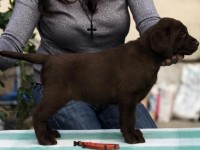 Labrador Retriever - Canisa CLAUSWEB