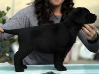 Labrador Retriever - Canisa CLAUSWEB