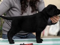 Labrador Retriever - Canisa CLAUSWEB