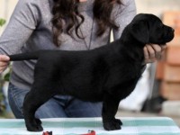 Labrador Retriever - Canisa CLAUSWEB