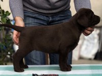 Labrador Retriever - Canisa CLAUSWEB
