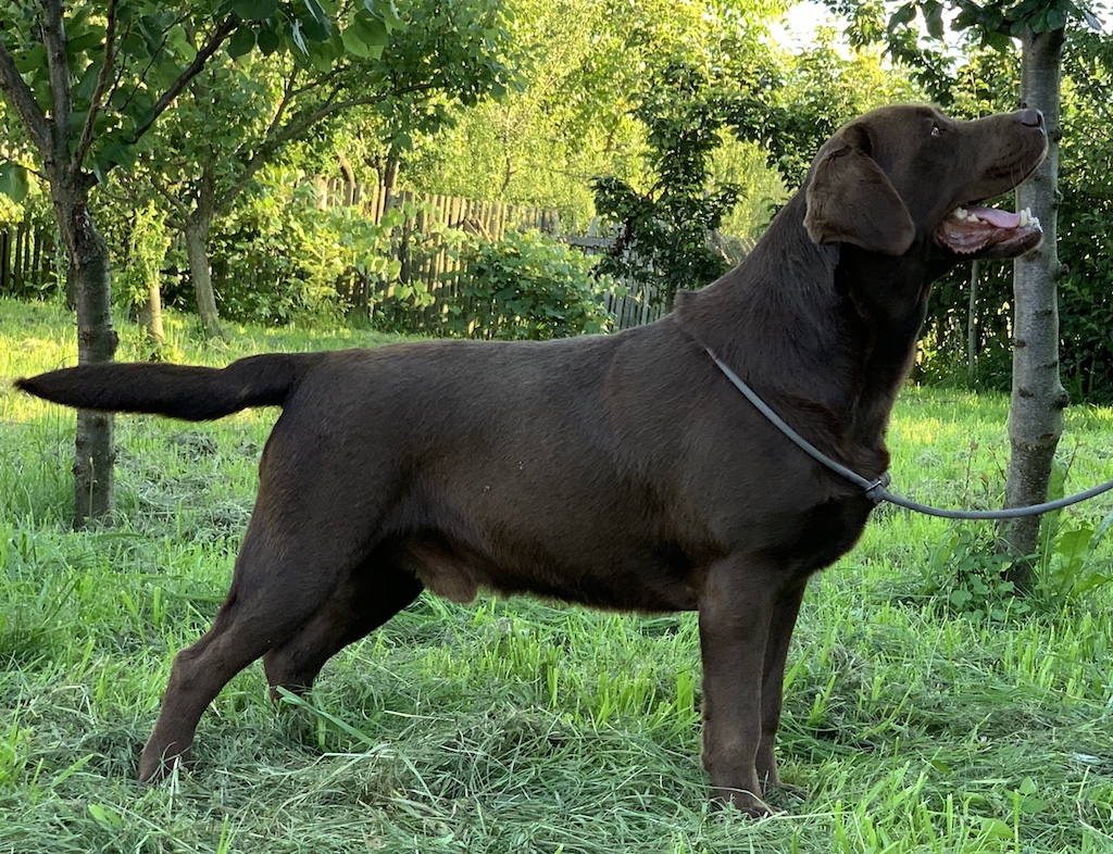 pierdere în greutate labrador retriever)