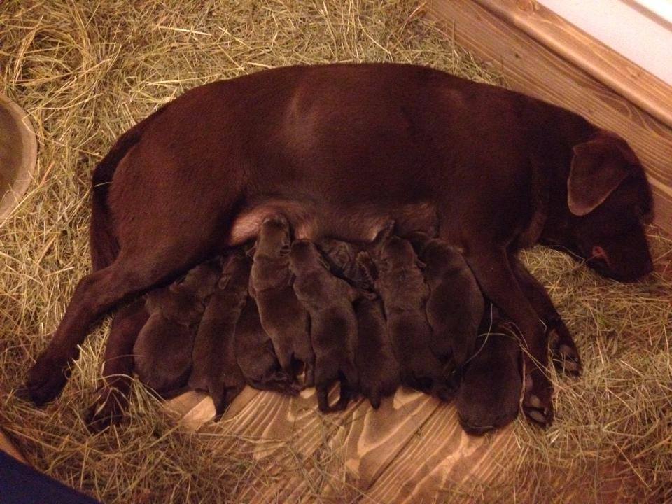 A Litter - 2013 - Labrador Retriever Kennel - CLAUSWEB