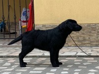 Labrador Retriever - Canisa CLAUSWEB