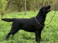 Labrador Retriever - Canisa CLAUSWEB