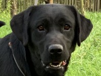 Labrador Retriever - Canisa CLAUSWEB