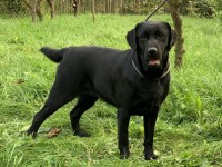 Labrador Retriever - Canisa CLAUSWEB
