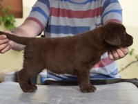 Labrador Retriever - Canisa CLAUSWEB