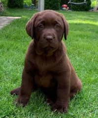 Labrador Retriever - Canisa CLAUSWEB
