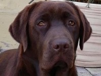 Labrador Retriever - Canisa CLAUSWEB