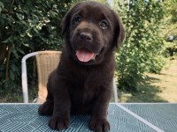 Labrador Retriever - Canisa CLAUSWEB