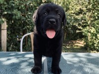 Labrador Retriever - Canisa CLAUSWEB
