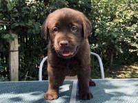 Labrador Retriever - Canisa CLAUSWEB