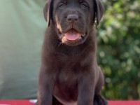 Labrador Retriever - Canisa CLAUSWEB