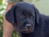 Labrador Retriever - Canisa CLAUSWEB