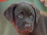 Labrador Retriever - Canisa CLAUSWEB