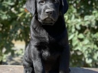 Labrador Retriever - Canisa CLAUSWEB