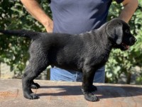 Labrador Retriever - Canisa CLAUSWEB