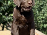 Labrador Retriever - Canisa CLAUSWEB