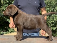 Labrador Retriever - Canisa CLAUSWEB