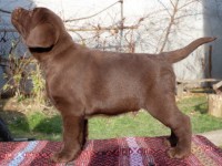Labrador Retriever - Canisa CLAUSWEB