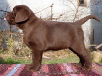Labrador Retriever - Canisa CLAUSWEB