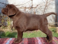 Labrador Retriever - Canisa CLAUSWEB