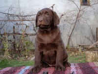 Labrador Retriever - Canisa CLAUSWEB