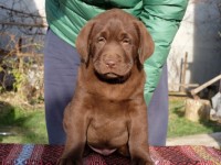 Labrador Retriever - Canisa CLAUSWEB