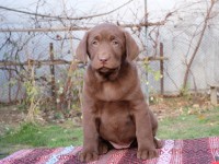 Labrador Retriever - Canisa CLAUSWEB