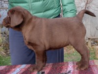 Labrador Retriever - Canisa CLAUSWEB