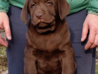Labrador Retriever - Canisa CLAUSWEB
