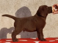 Labrador Retriever - Canisa CLAUSWEB